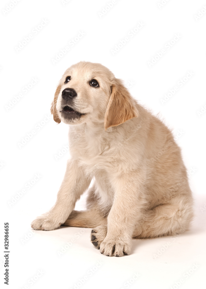 Golden Retriever puppy