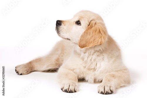 Golden Retriever puppy