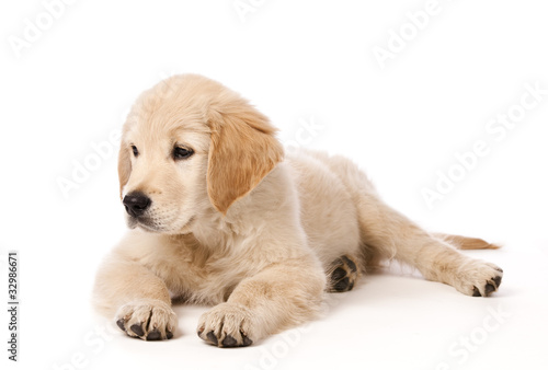 Golden Retriever puppy