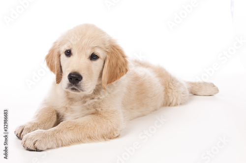 Golden Retriever puppy