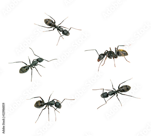 closeup of ants