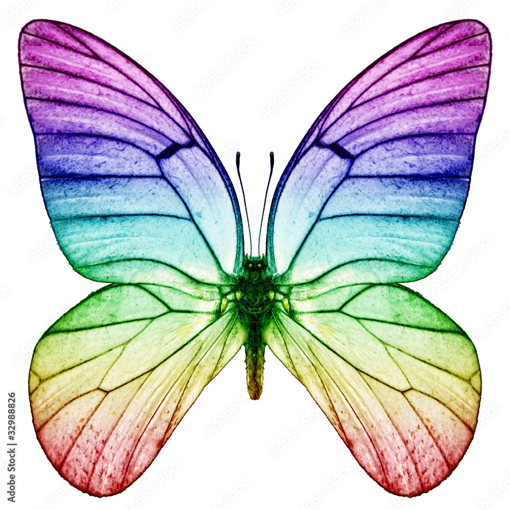 Fototapeta premium Kolory tęczy motyla