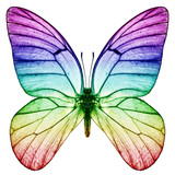 Schmetterling Regenbogenfarben