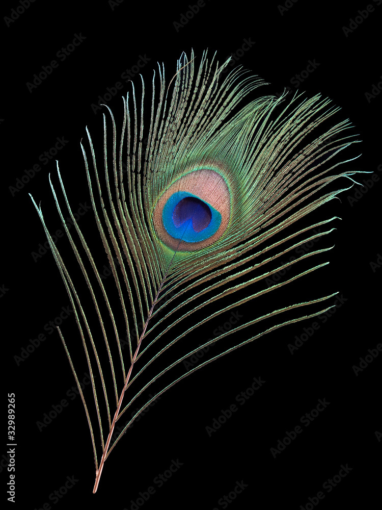 Obraz premium Peacock feather over black