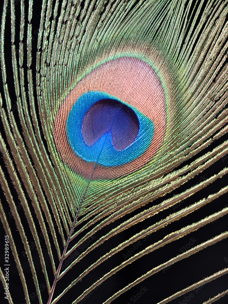 Obraz premium Peacock feather detail over black