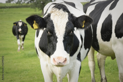 Dairy cow in pasture © Dariusz Gora