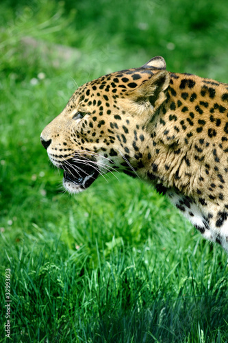 jaguar on green landscape in zoo