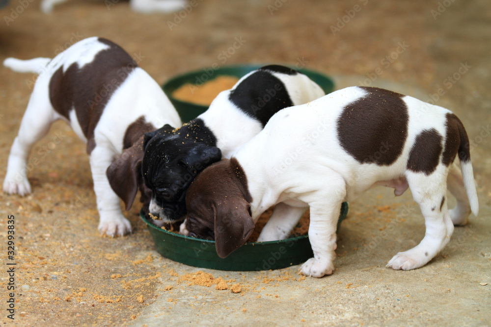 Pedigree Pointer dog puppies with only 1 month of life