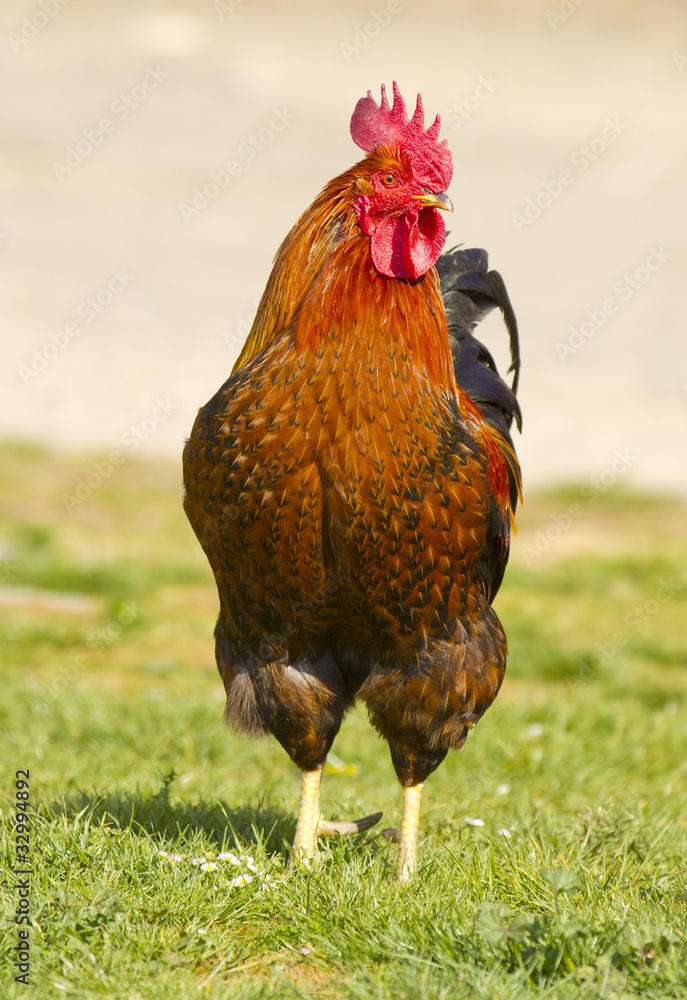 Rooster (front view) Stock Photo Adobe Stock
