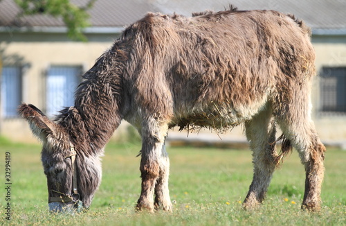 donkey grazing (side view)