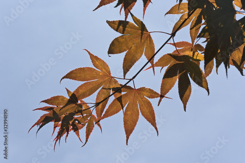 Maple Leaves against blue Sky © amelie