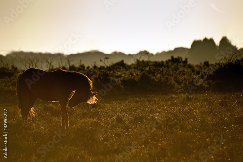 Fototapeta Naklejka Na Ścianę i Meble -  Beautiful image of New Forest pony horse backlit by rising sun i