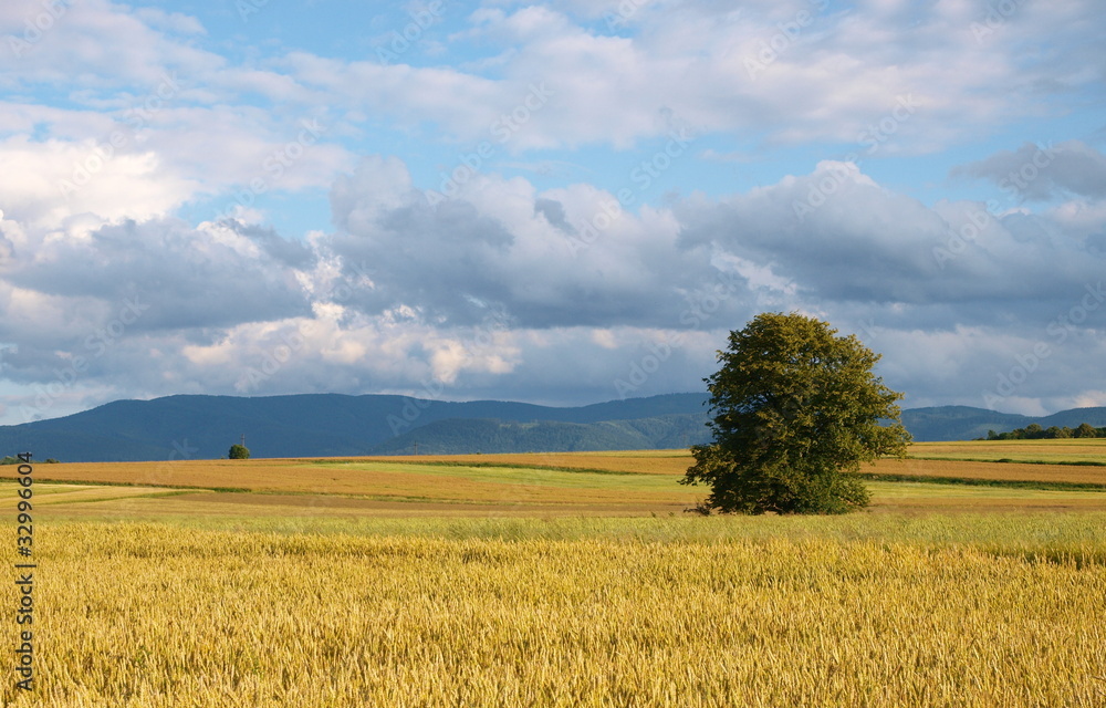 Przed burzą.