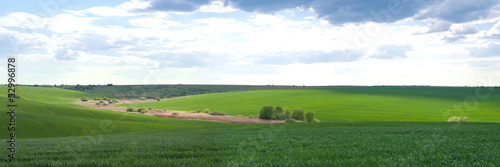 Green agricultural field