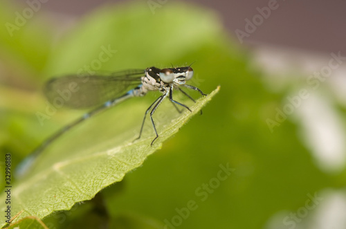 Small dragonfly © Gucio_55
