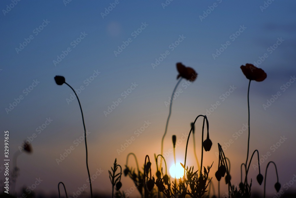 Obraz premium flowers