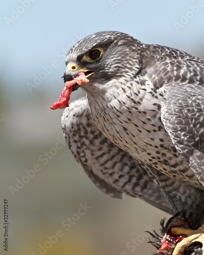 falcon eating his prey