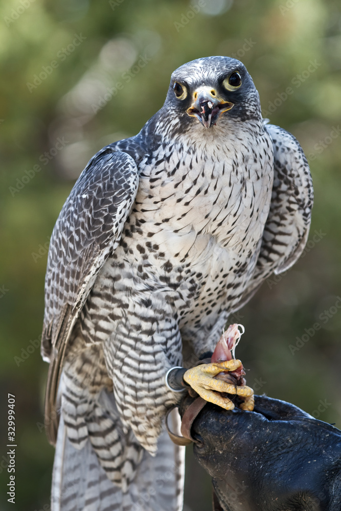 Naklejka premium falcon