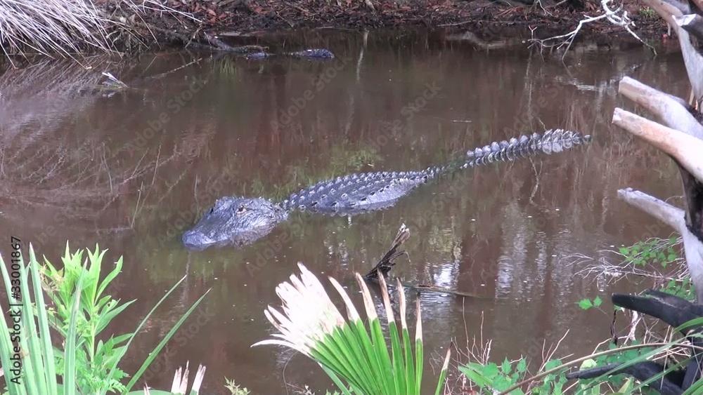Large American Alligator in a Florida swamp Large American Alligator in a Florida swamp