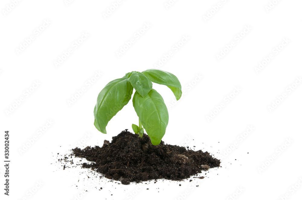 Little plant Little plant
