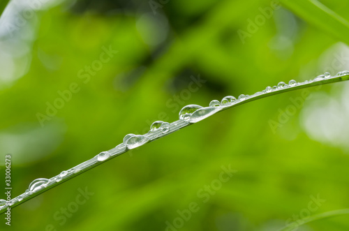 water green leaf