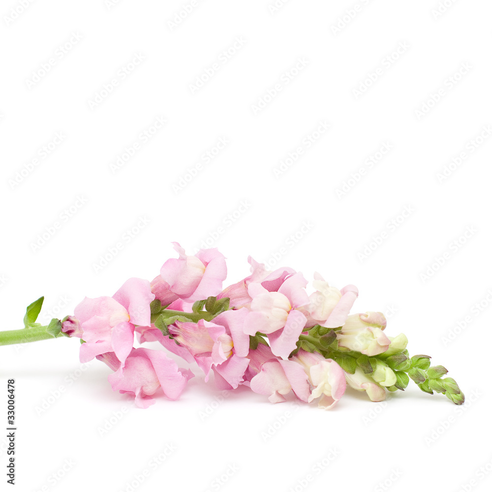 Spring or Summer Concept - Pink Flower Isolated Spring or Summer Concept - Pink Flower Isolated