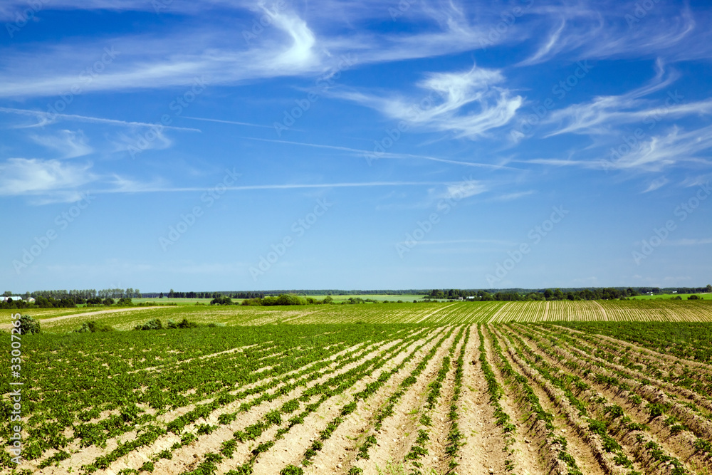 Agricultural field on which the potato recently has sprouted