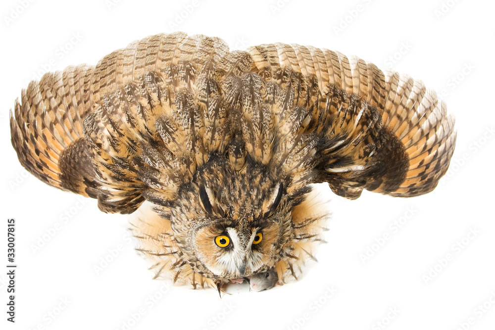 Fototapeta premium owl stretches one's wings defended the prey