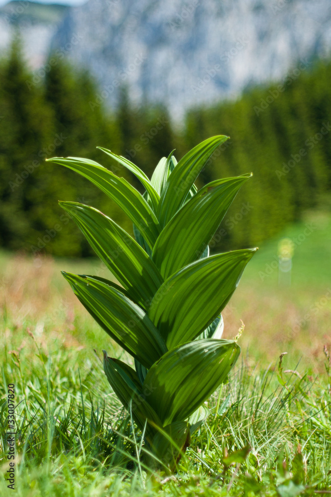 Obraz premium rumexAlpinus