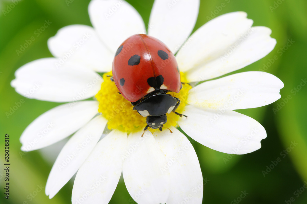 ladybug ladybug
