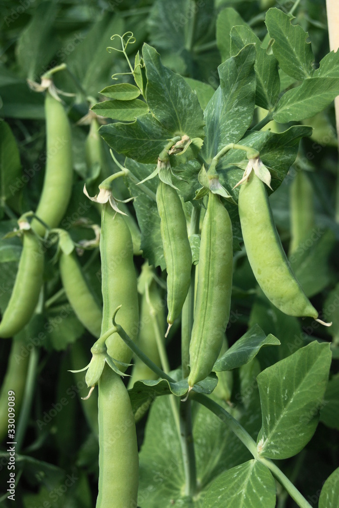Gartenerbsen Gartenerbsen
