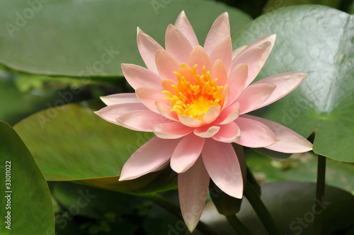 Pink waterlily