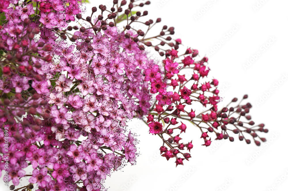 Inflorescence de Spirea japonica Inflorescence de Spirea japonica