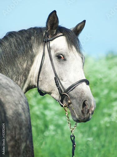 portrait of grey around horse © anakondasp