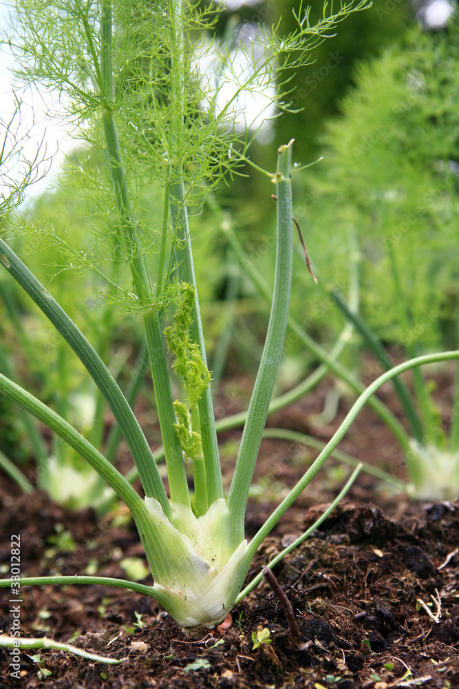 Obraz premium Fenchel