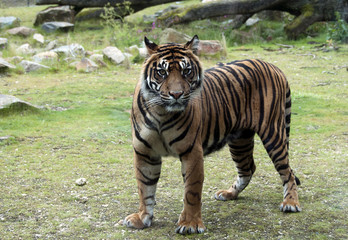 Fototapete Panther Leopard im wachsamen Seitenprofil  © Chris Willemsen