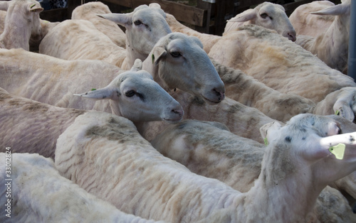 Fototapeta Naklejka Na Ścianę i Meble -  Flock of sheared sheep with