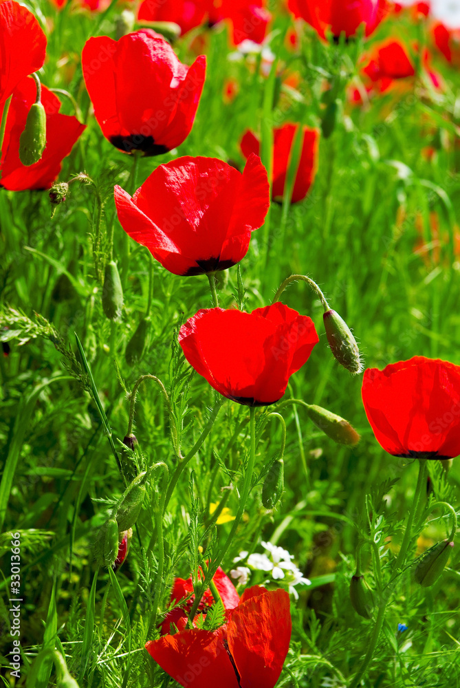 poppies on green field