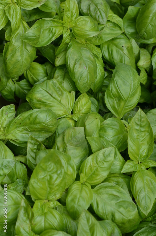 basilico basilico