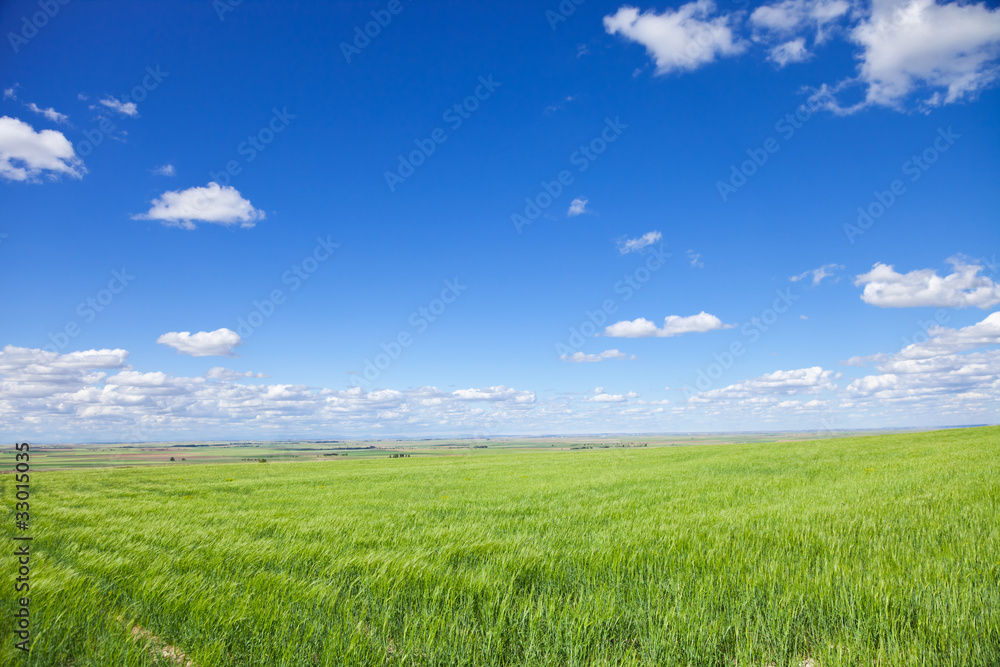 Green wheat fields agains deep blue sky