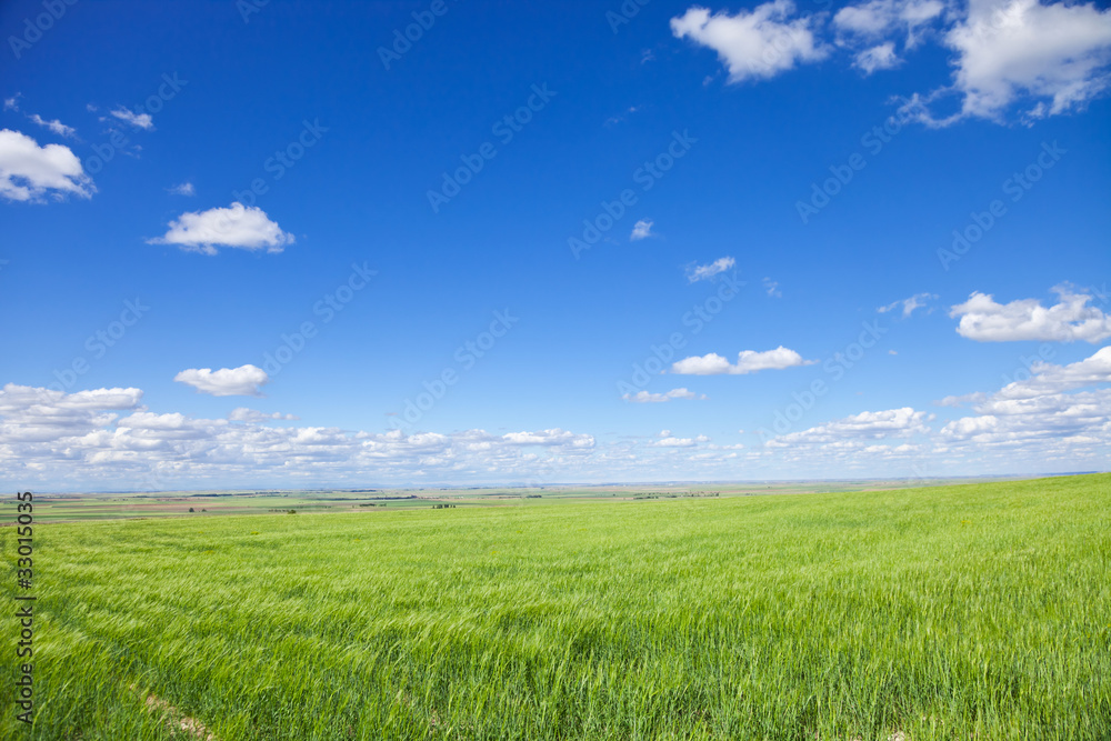 Green wheat fields agains deep blue sky Green wheat fields agains deep blue sky
