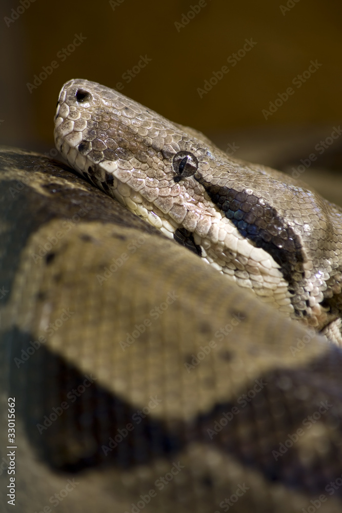 Boa constrictor imperator Boa constrictor imperator