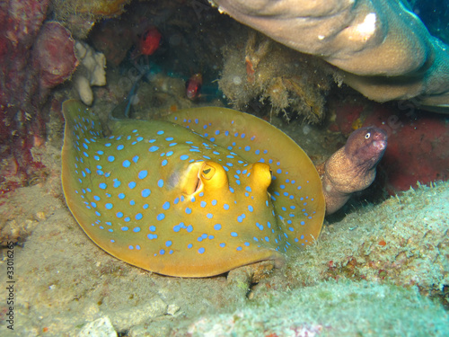 Blue spotted ray and moray eel