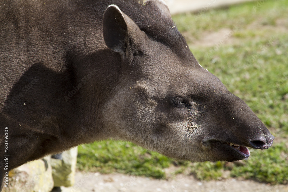 Naklejka premium Tapir