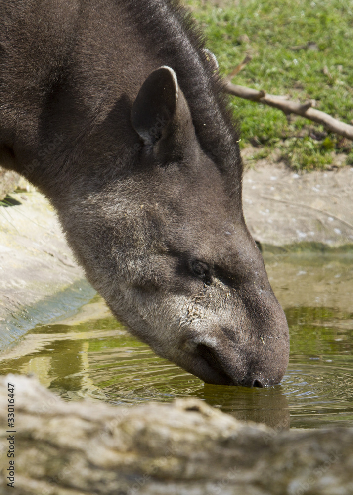 Fototapeta premium Tapir