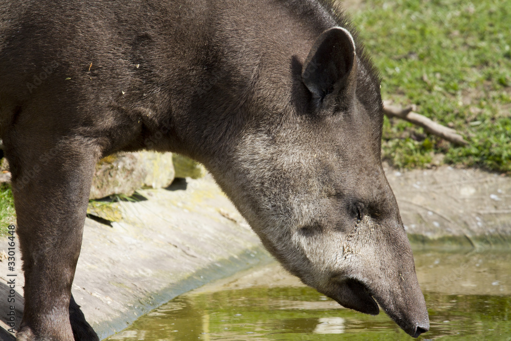 Tapir