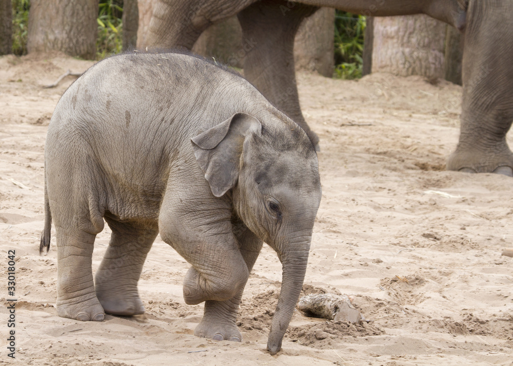 Naklejka premium Elephant