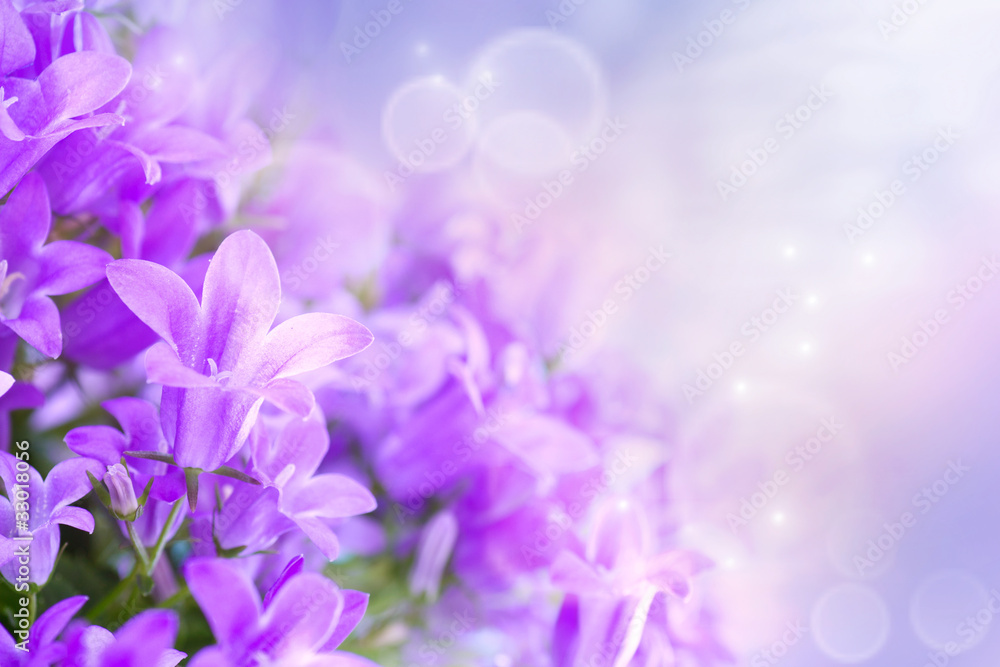 Zdjęcie Stock: Campanula bouquet | Adobe Stock