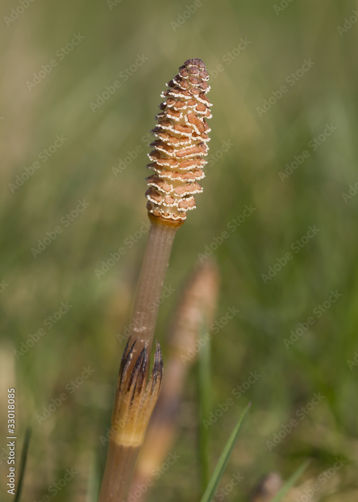 Field Horsetail