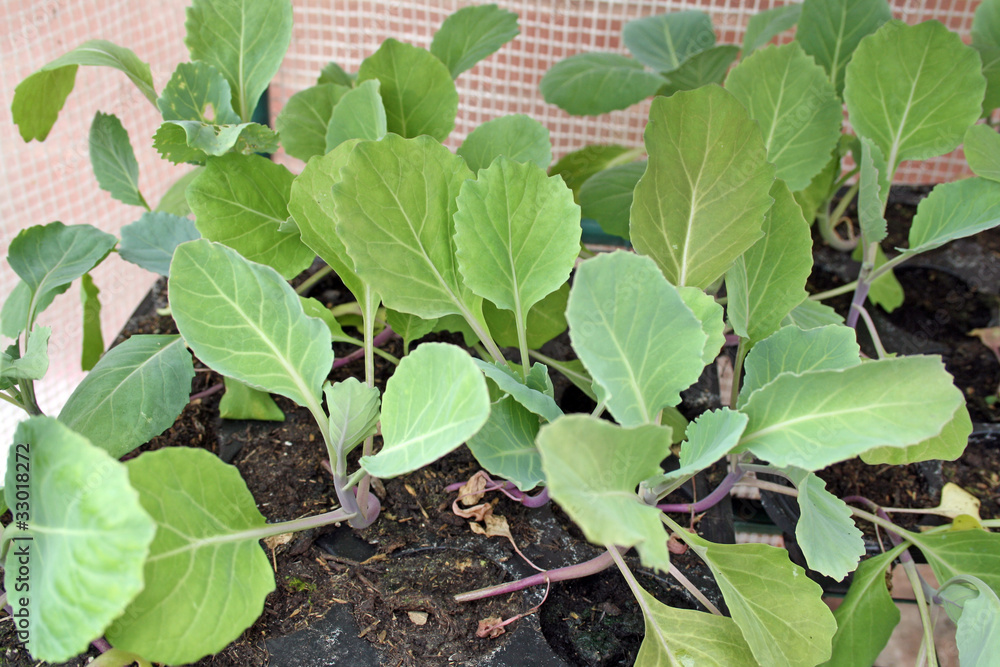 growing cabbages growing cabbages